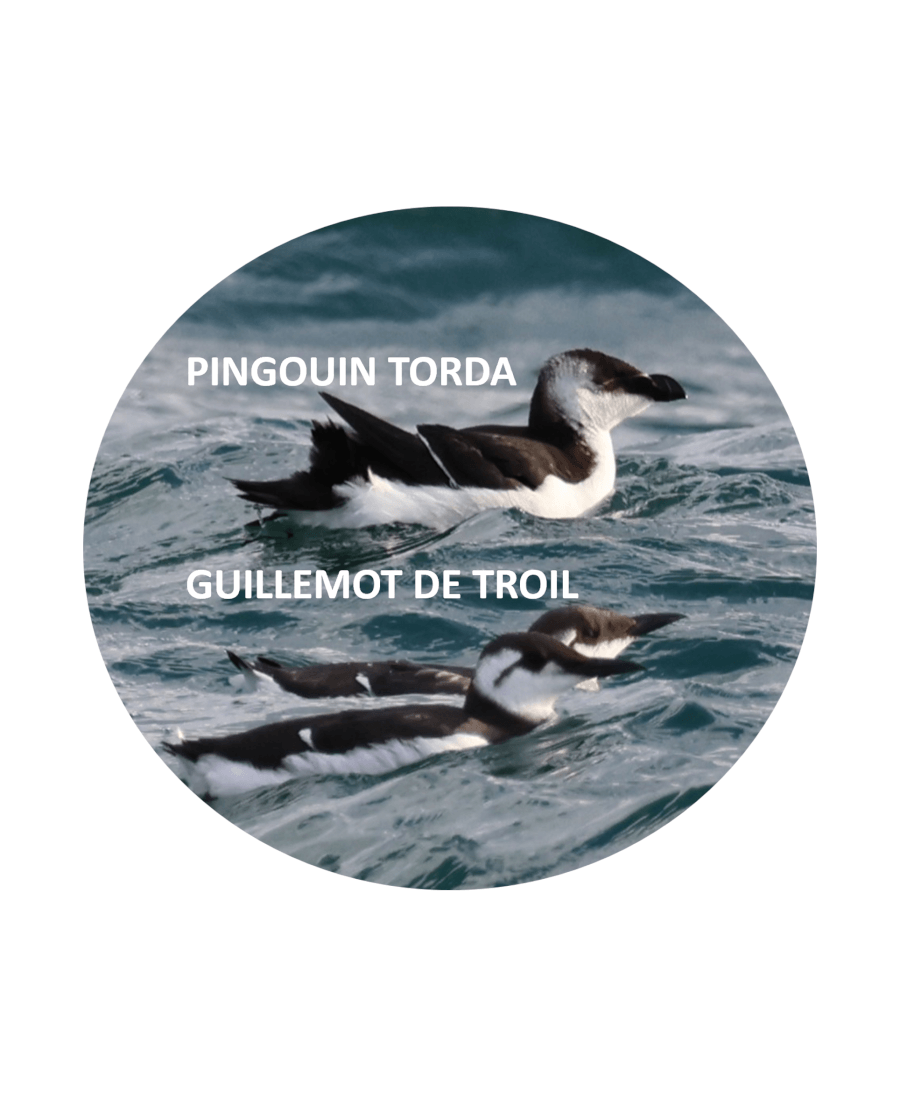 L'arrivée des pingouins et des guillemots !