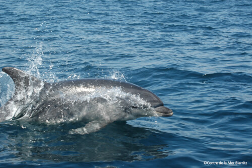 Recherches et biodiversité