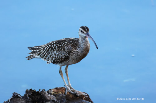 Recherches et biodiversité