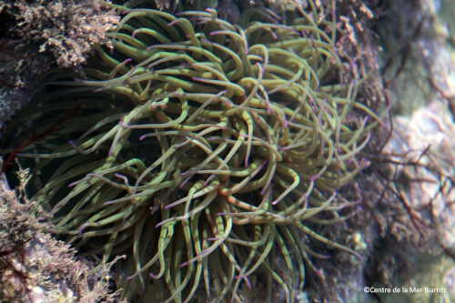 Recherches et biodiversité