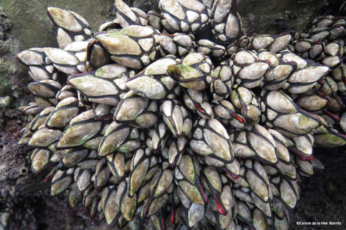 Recherches et biodiversité