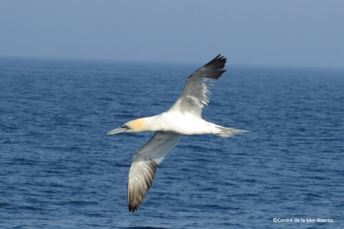 Recherches et biodiversité