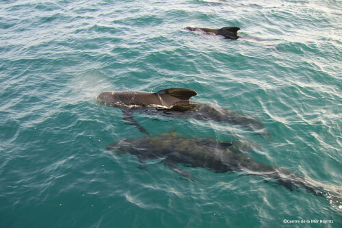 Recherches et biodiversité