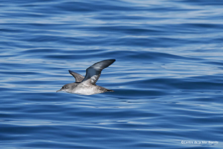 Recherches et biodiversité