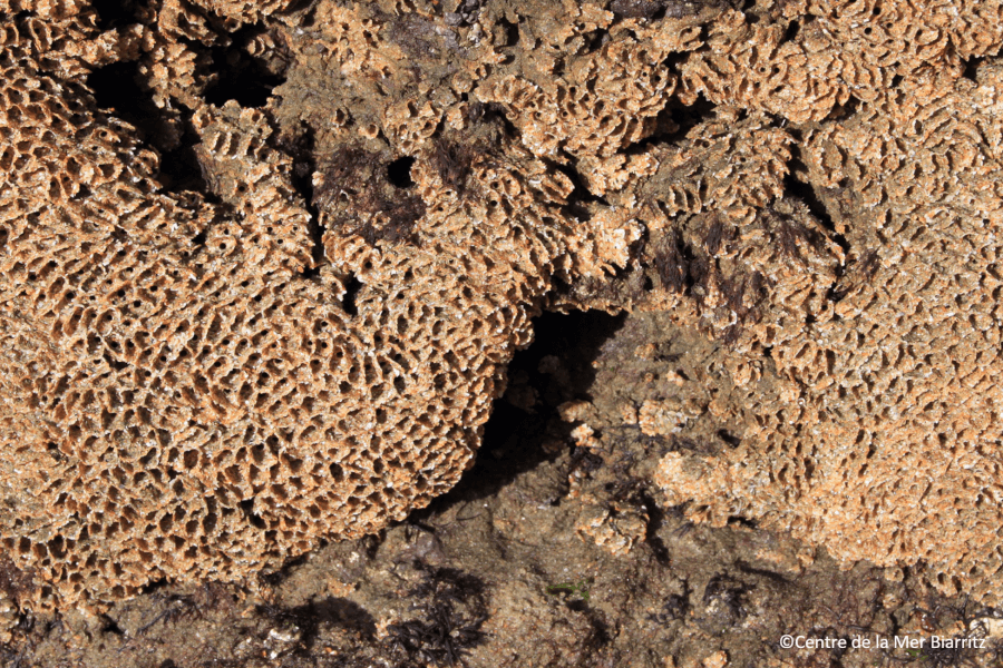 Recherches et biodiversité