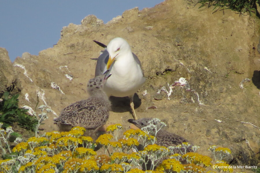 Recherches et biodiversité